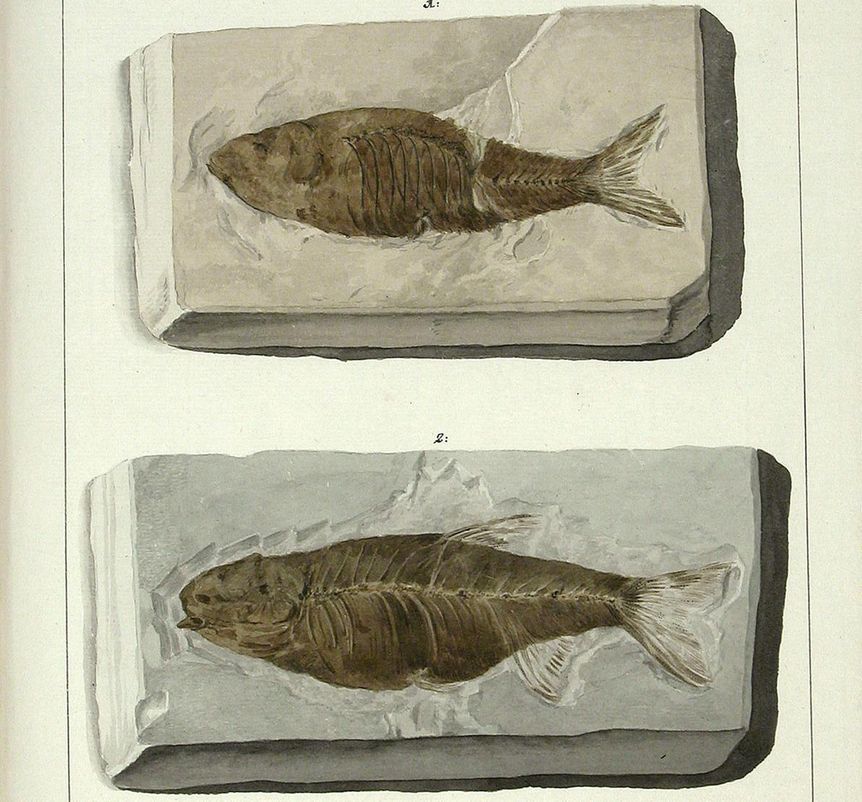Image: Badische Landesbibliothek Karlsruhe Öhningen fossils, natural history cabinet, Meersburg New Palace