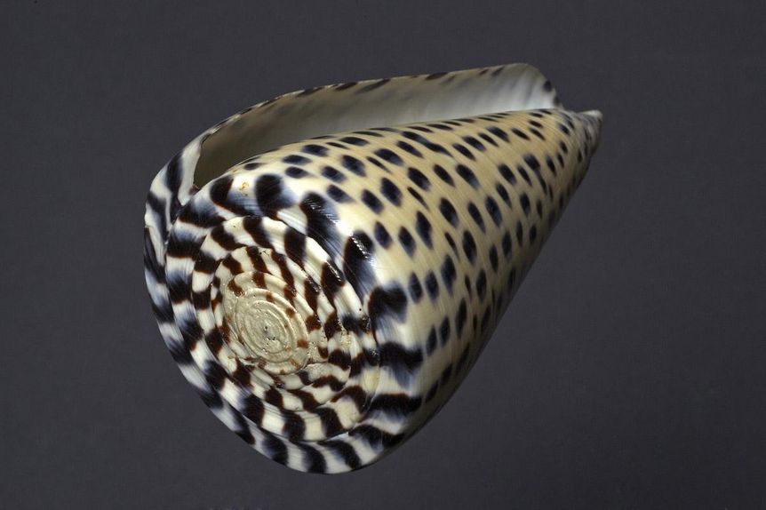 Image: Staatliche Schlösser und Gärten Baden-Württemberg, Arnim Weischer Snail, natural history cabinet, Meersburg New Palace