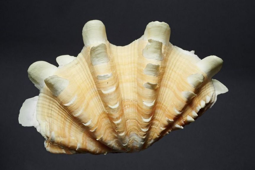 photo: Staatliche Schlösser und Gärten Baden-Württemberg, Andrea Rachele Shell, natural history cabinet, Meersburg New Palace